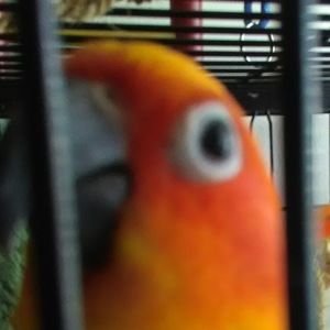 Meet your Posher, Topaz